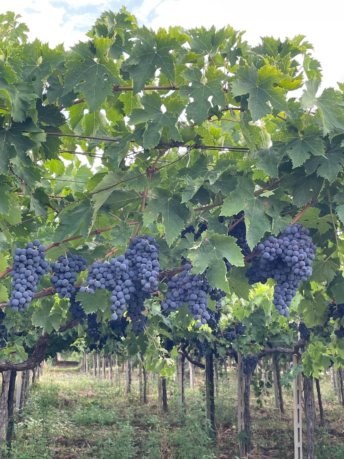 Vendemmia – Famiglia al lavoro