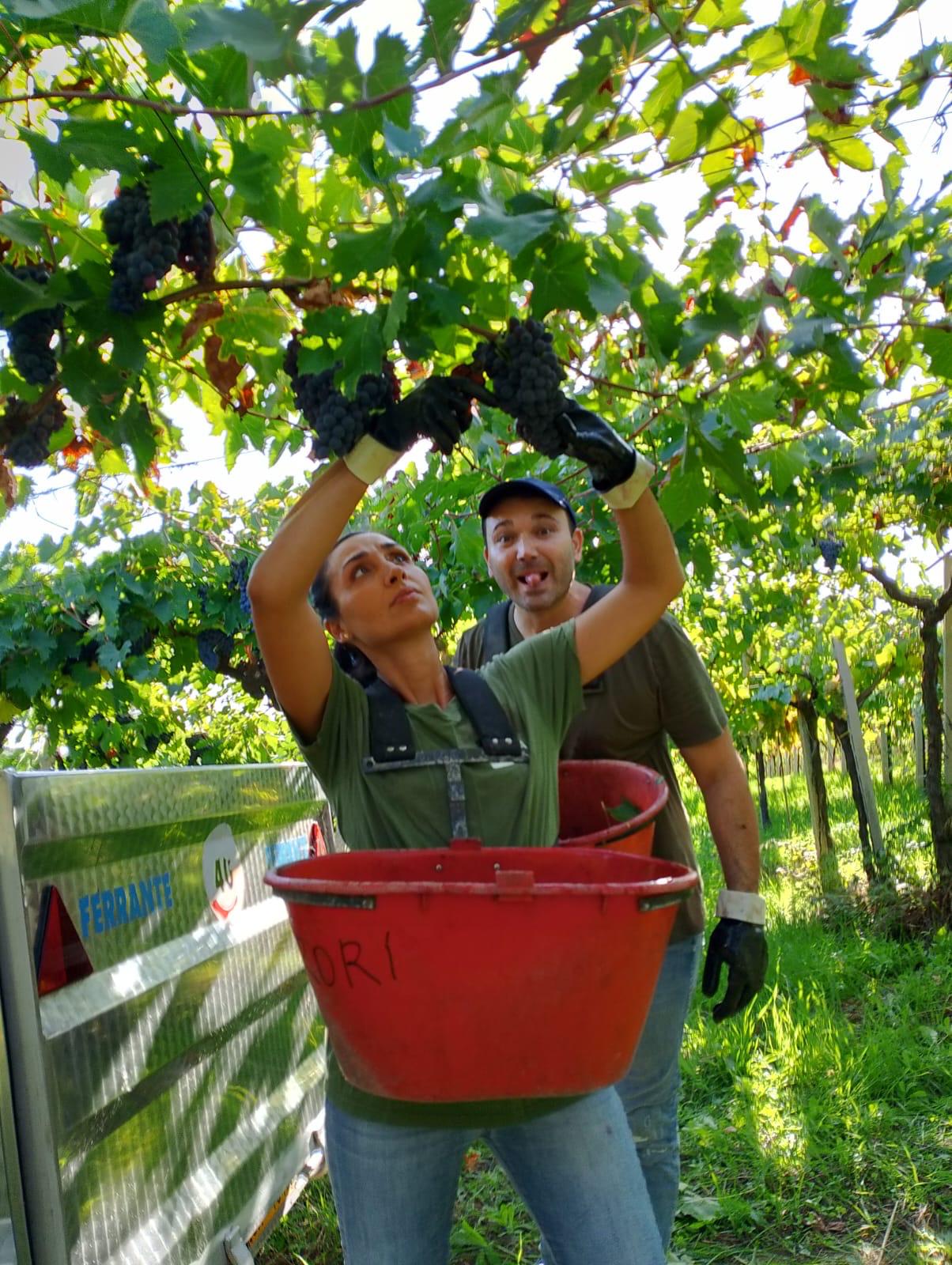Vendemmia manuale – Famiglia al lavoro