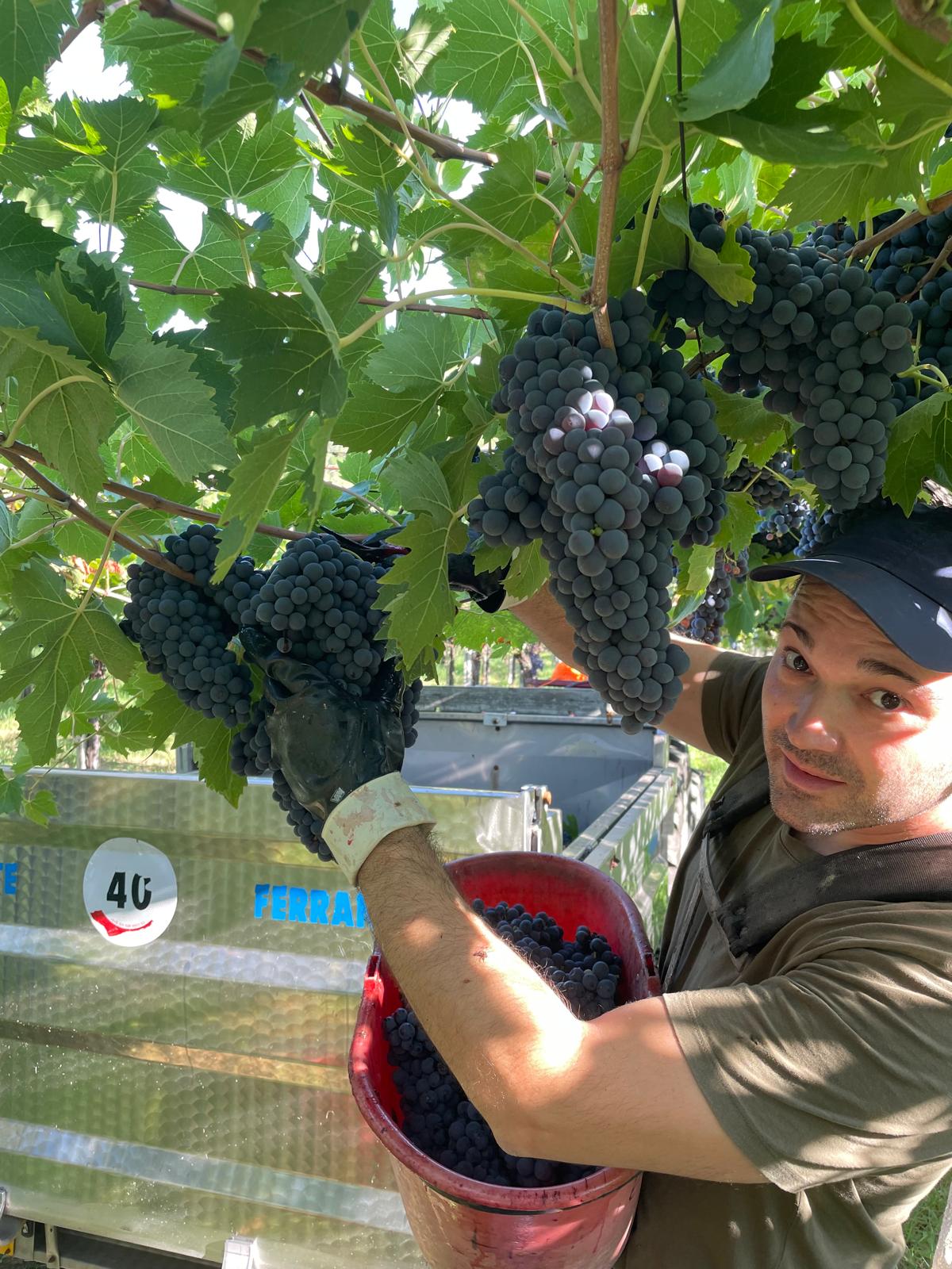 Vendemmia manuale – Dettaglio